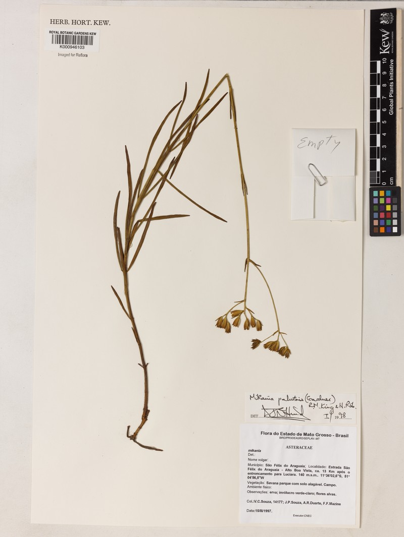 Mikania palustris photo 2