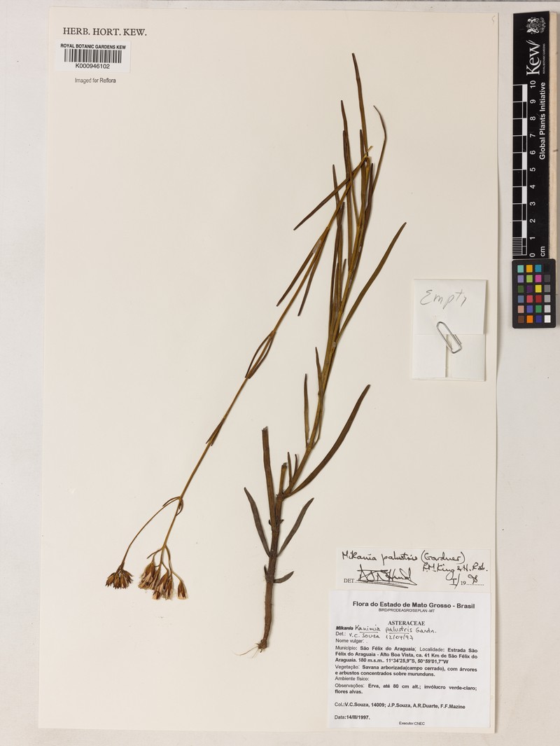 Mikania palustris photo 3