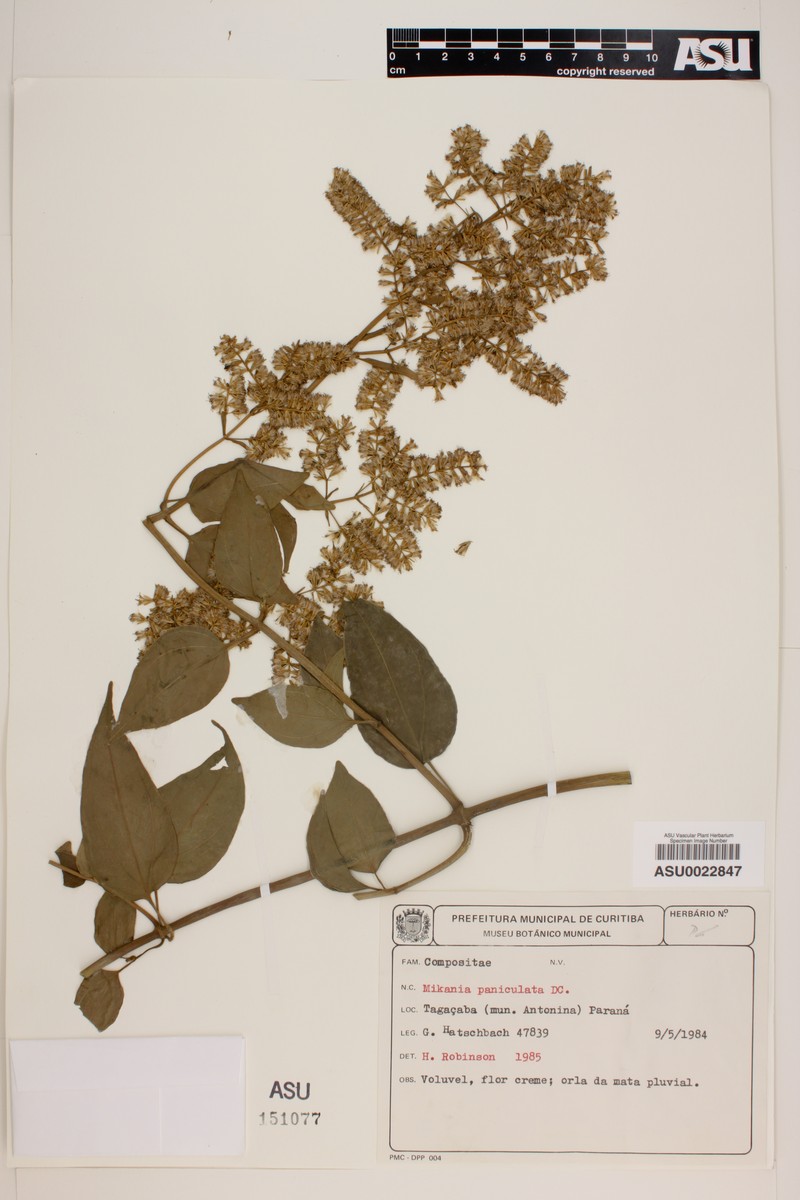 Mikania paniculata