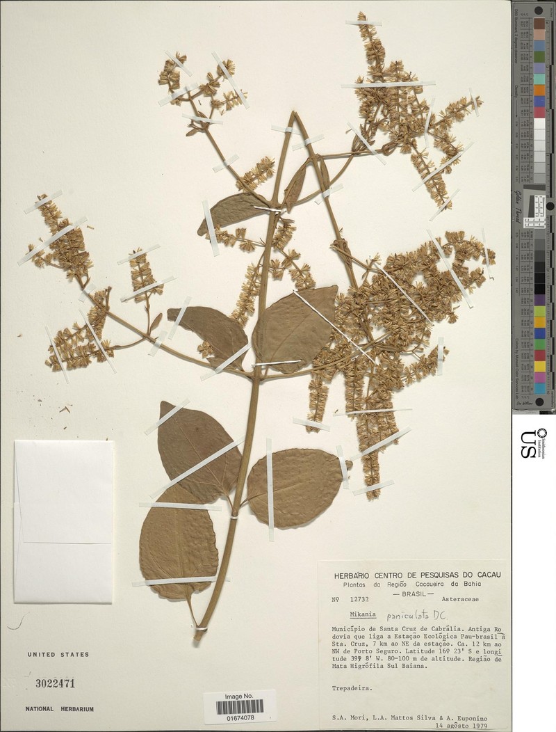 Mikania paniculata photo 2