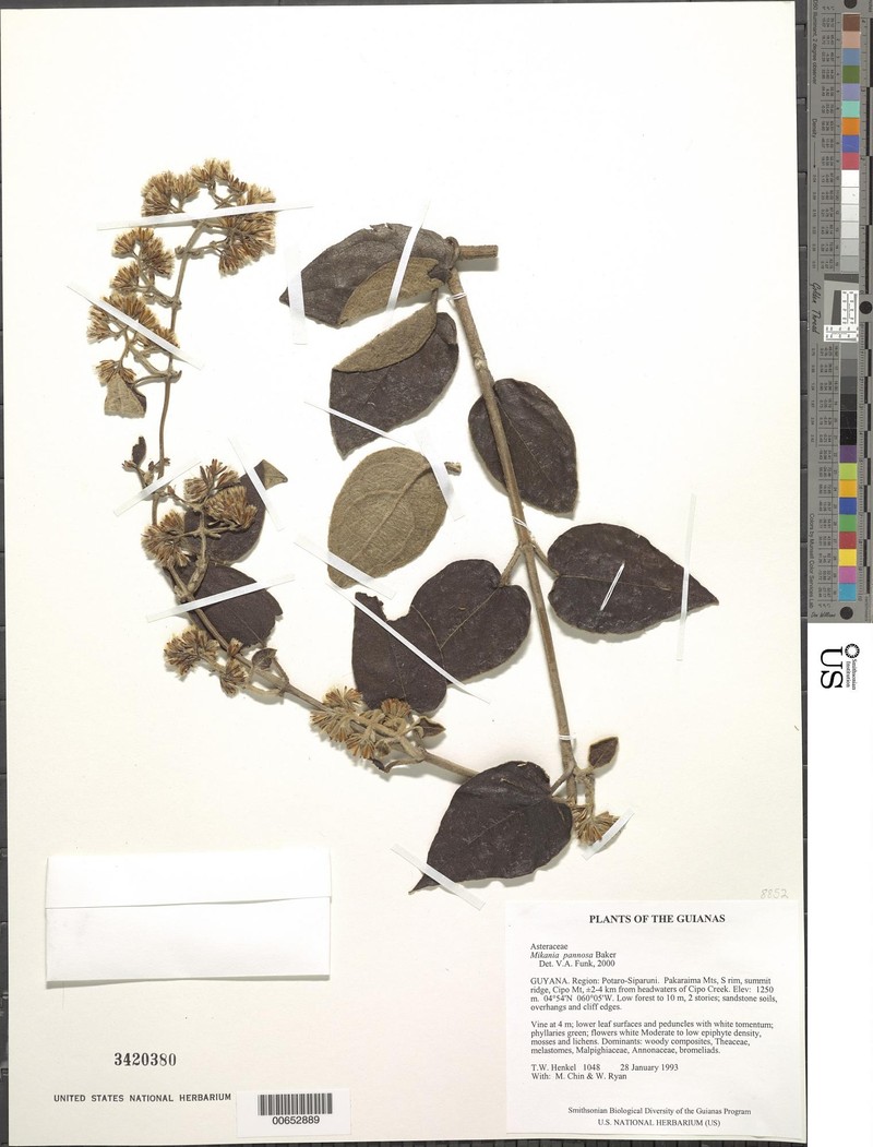 Mikania pannosa
