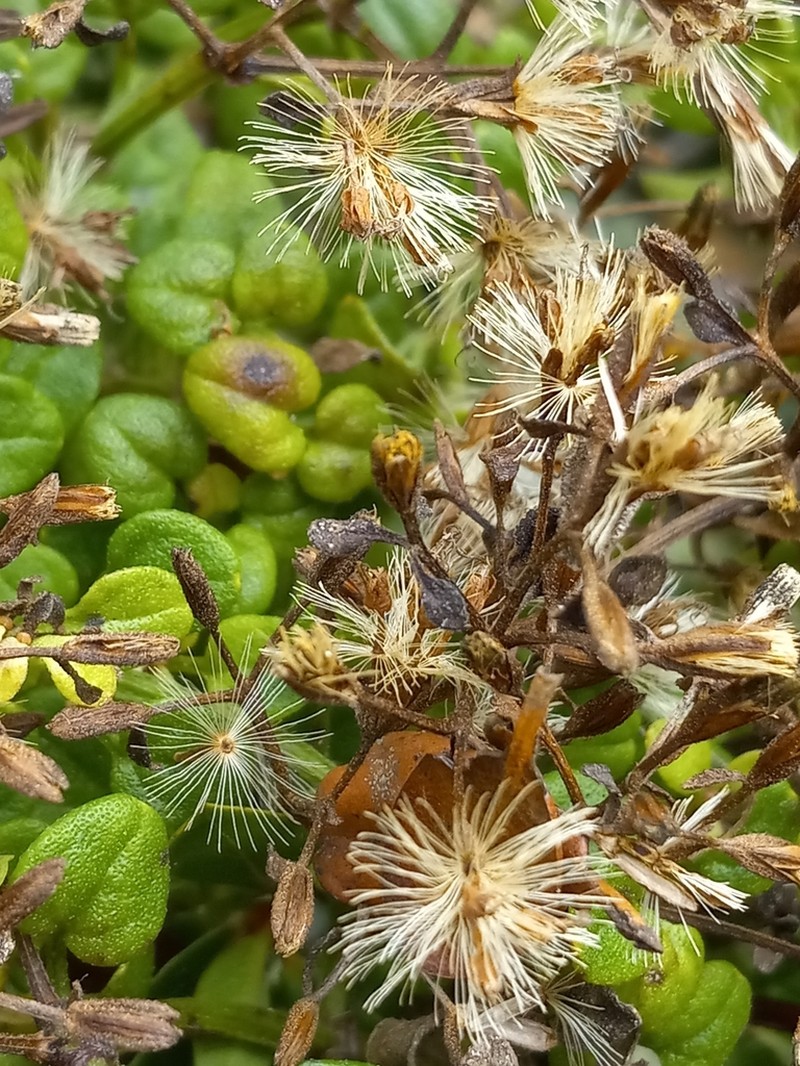 Mikania papillosa photo 2