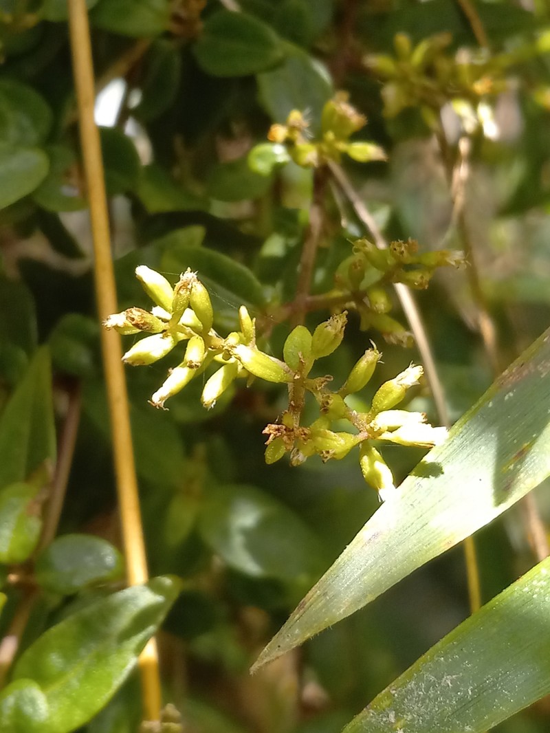 Mikania papillosa photo 3