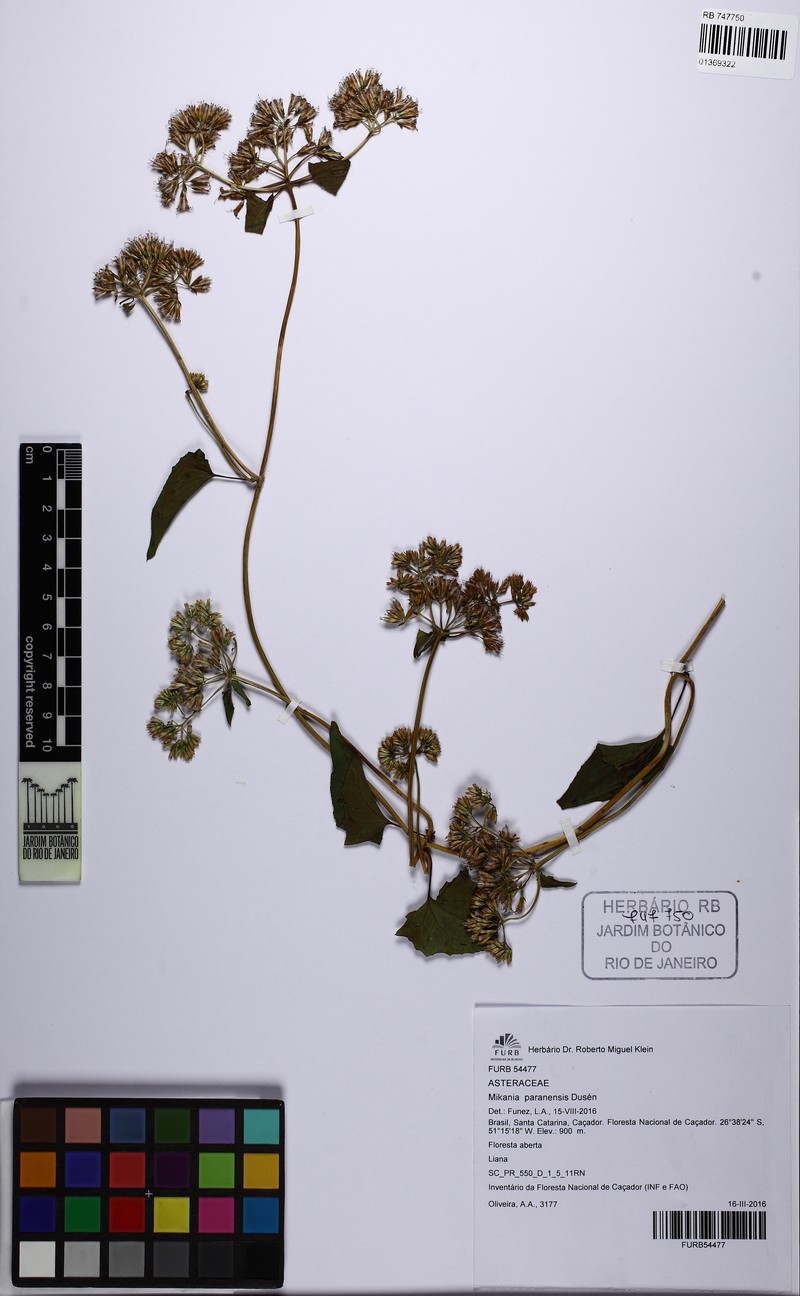 Mikania paranensis