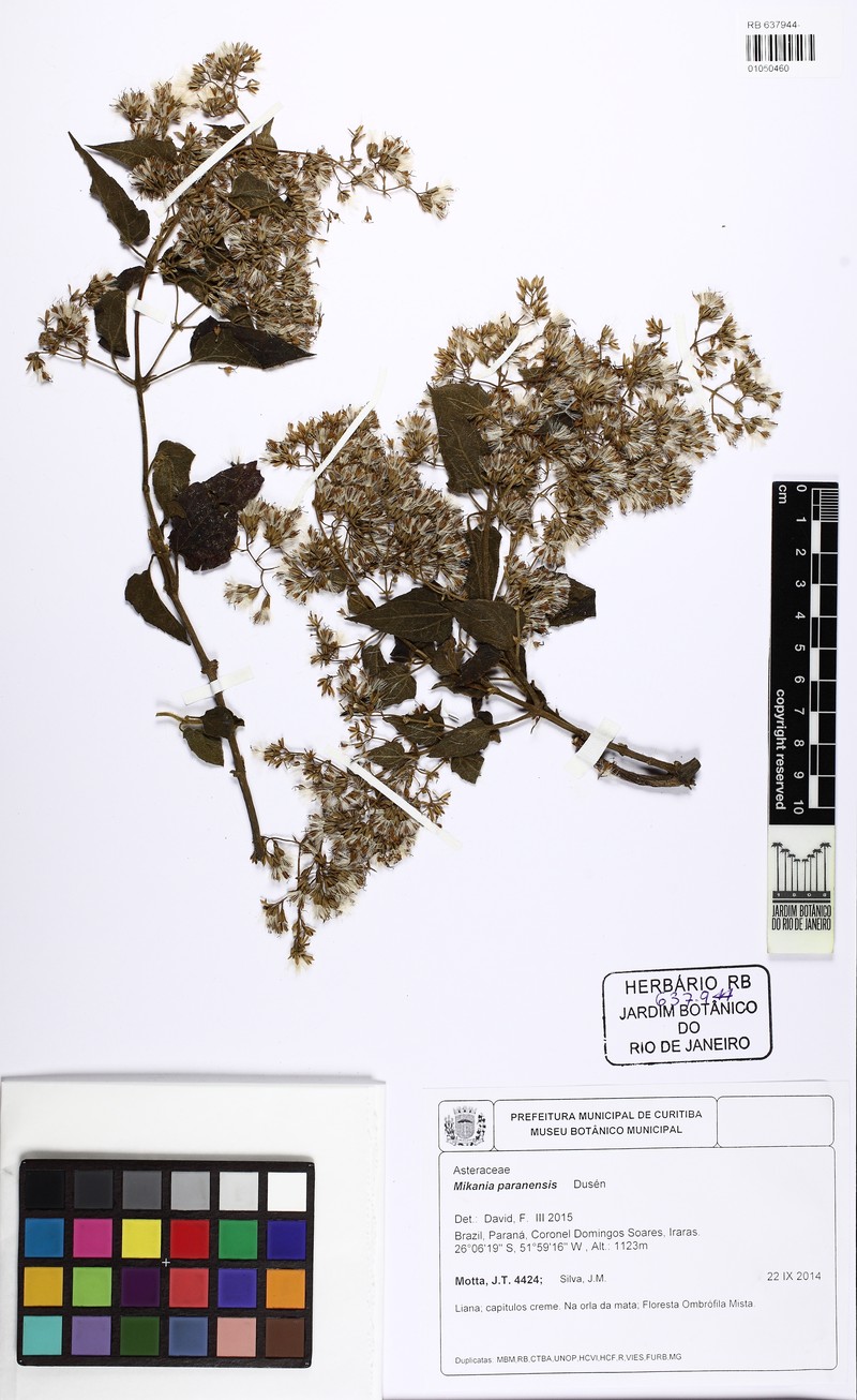 Mikania paranensis photo 2