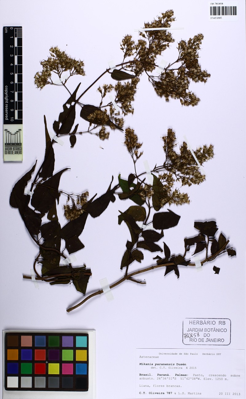 Mikania paranensis photo 3