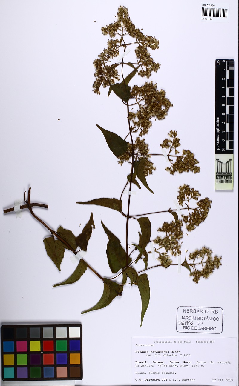 Mikania paranensis photo 4