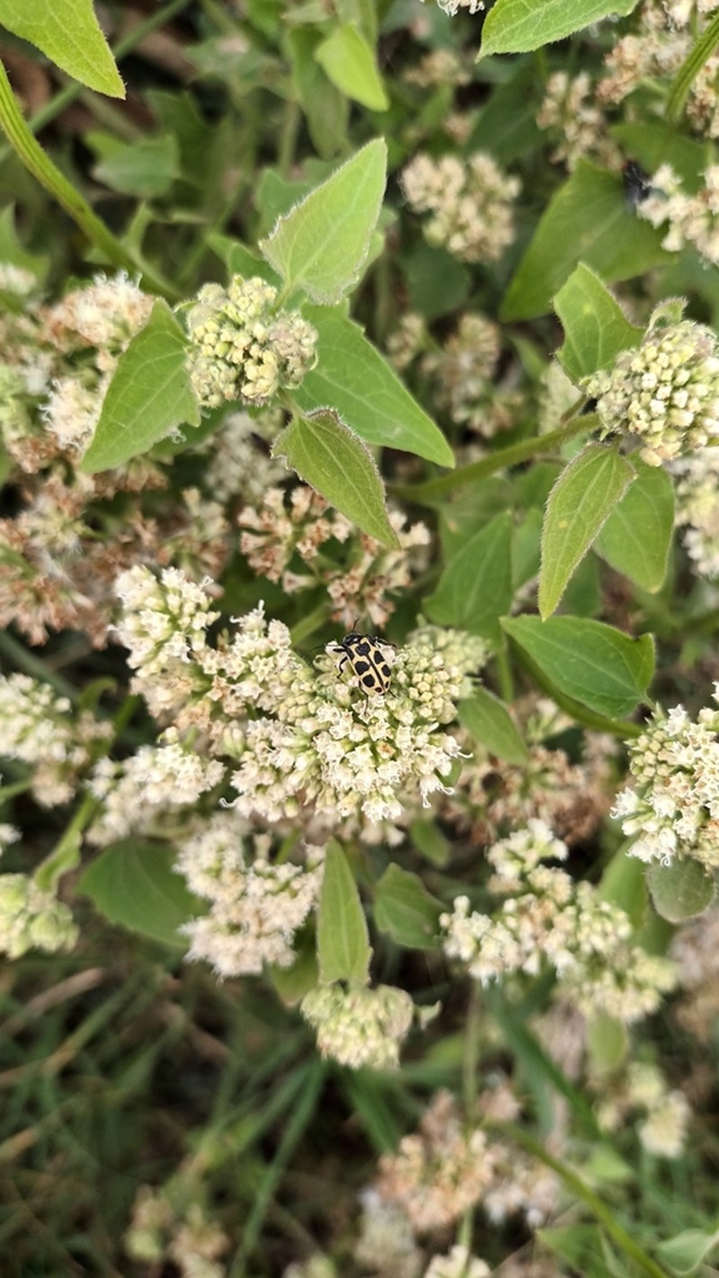 Mikania parodii