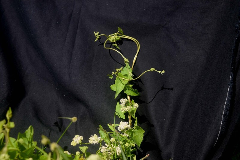 Mikania parodii photo 2