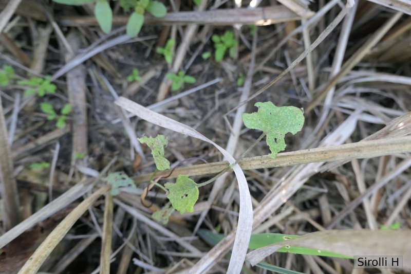 Mikania parodii photo 3