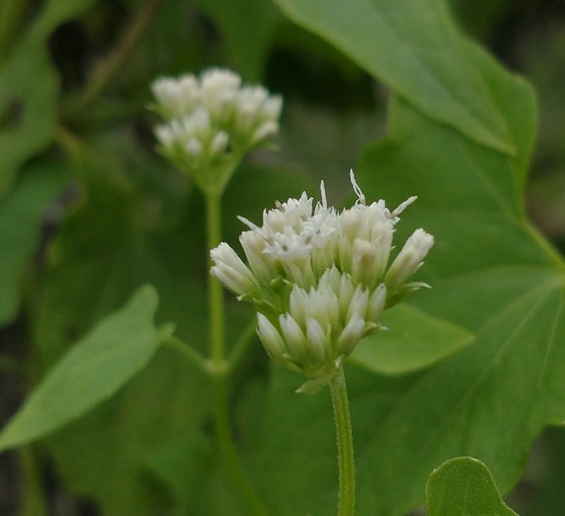 Mikania parodii photo 4
