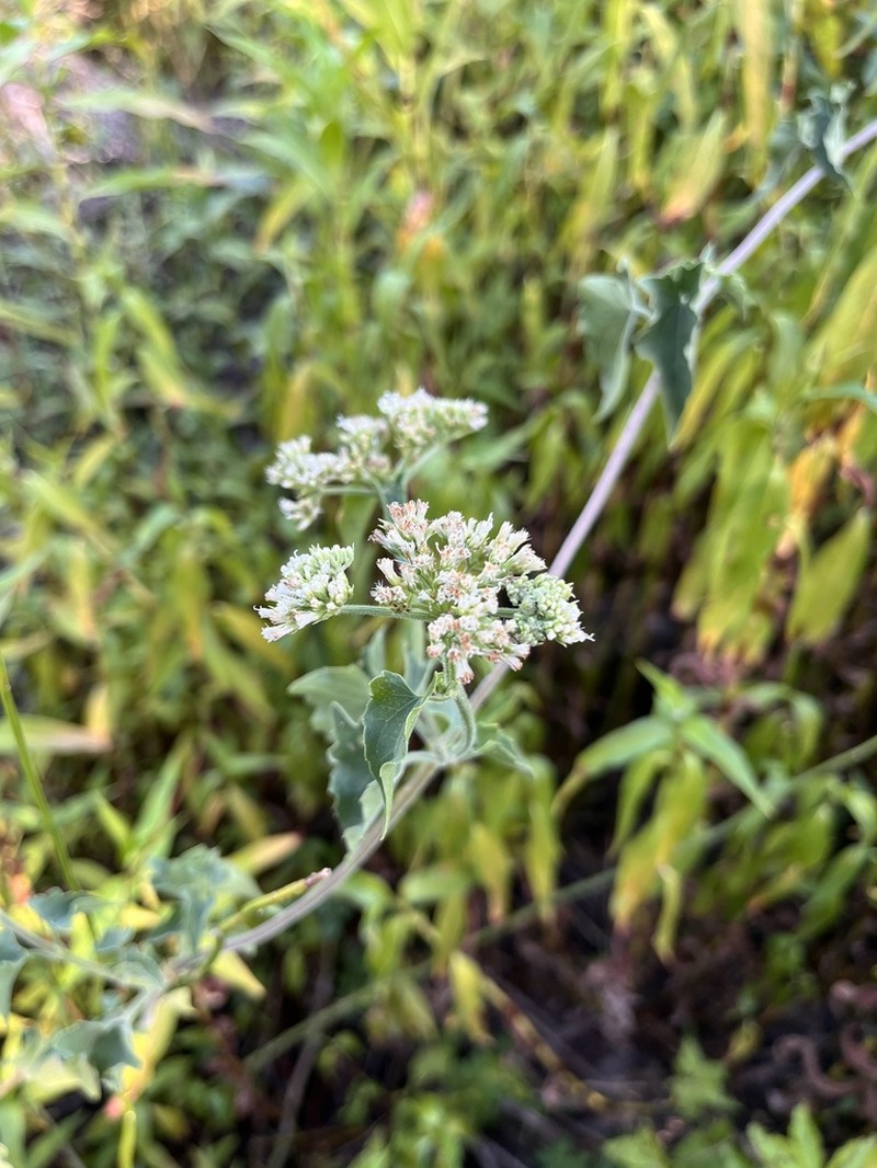 Mikania parodii photo 5