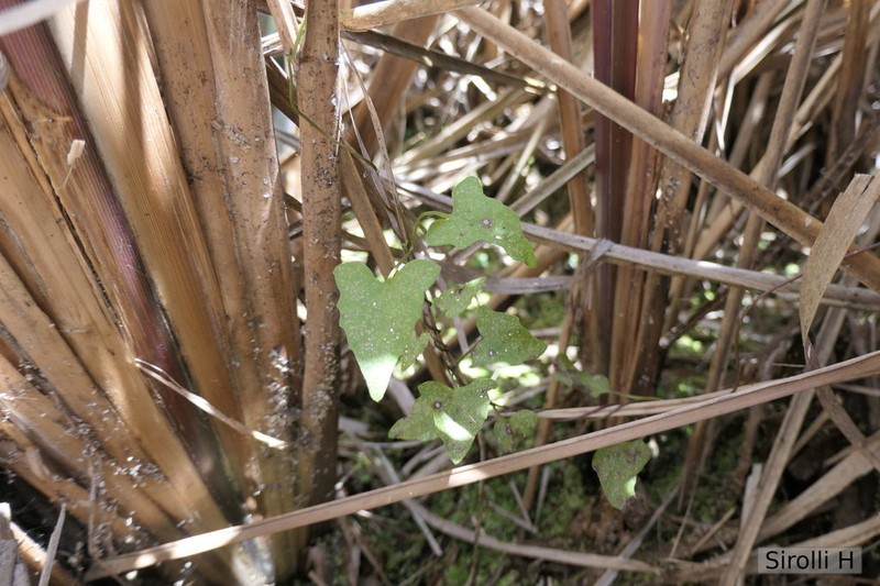 Mikania parodii photo 6
