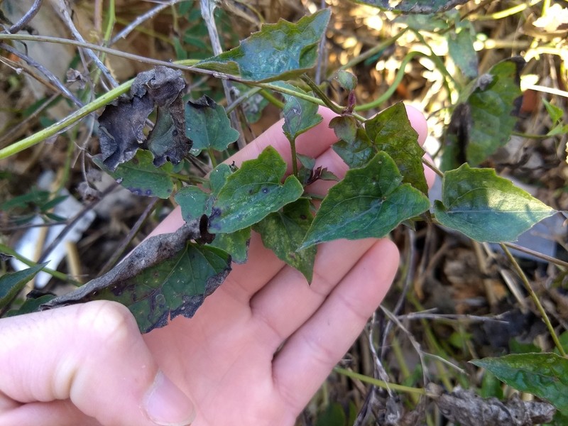 Mikania parodii photo 7