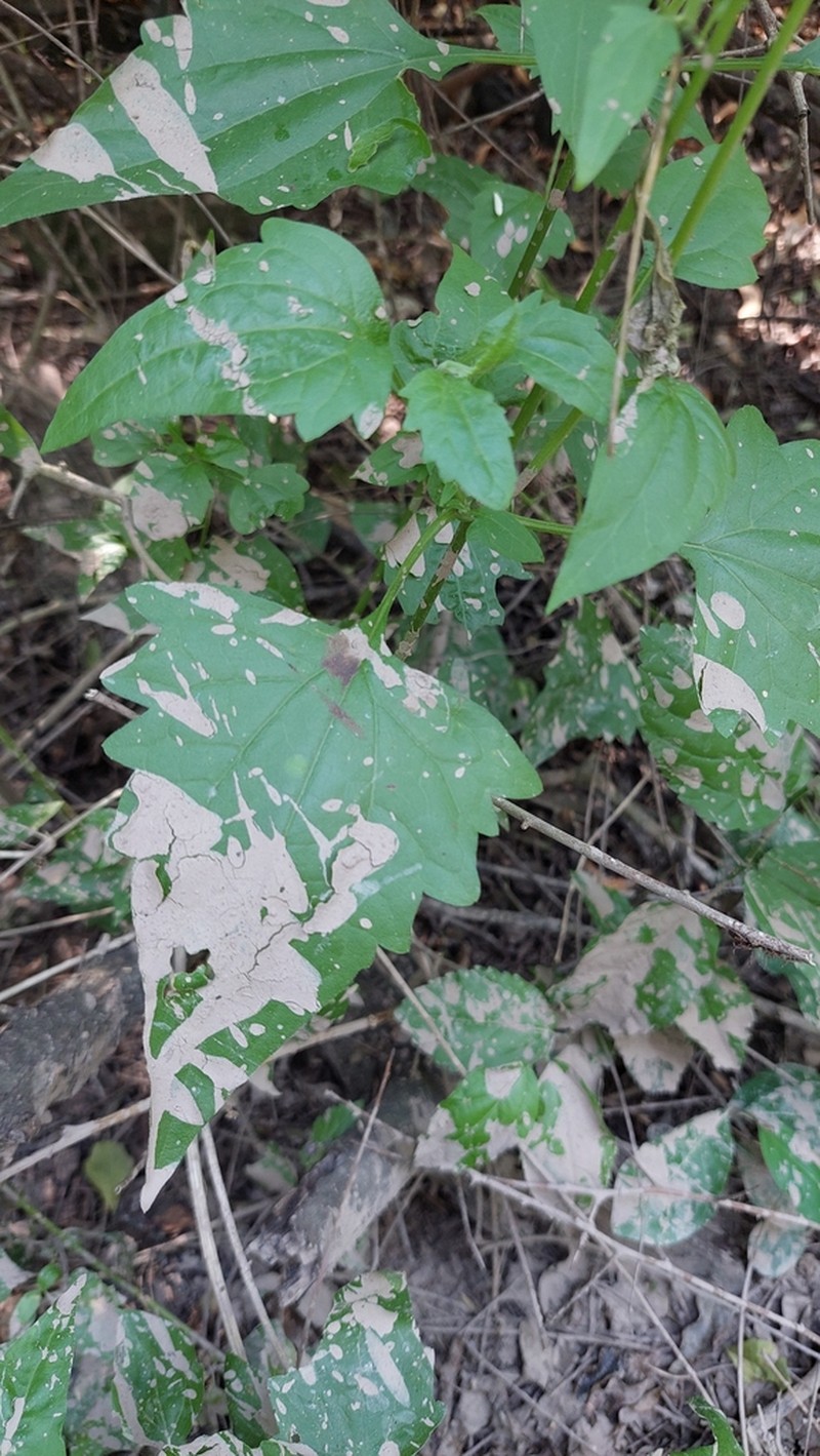 Mikania parodii photo 8