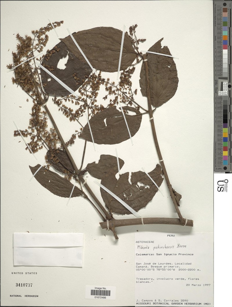 Mikania parvicapitulata
