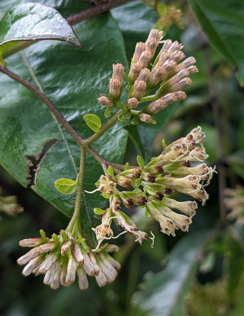 Mikania parviflora