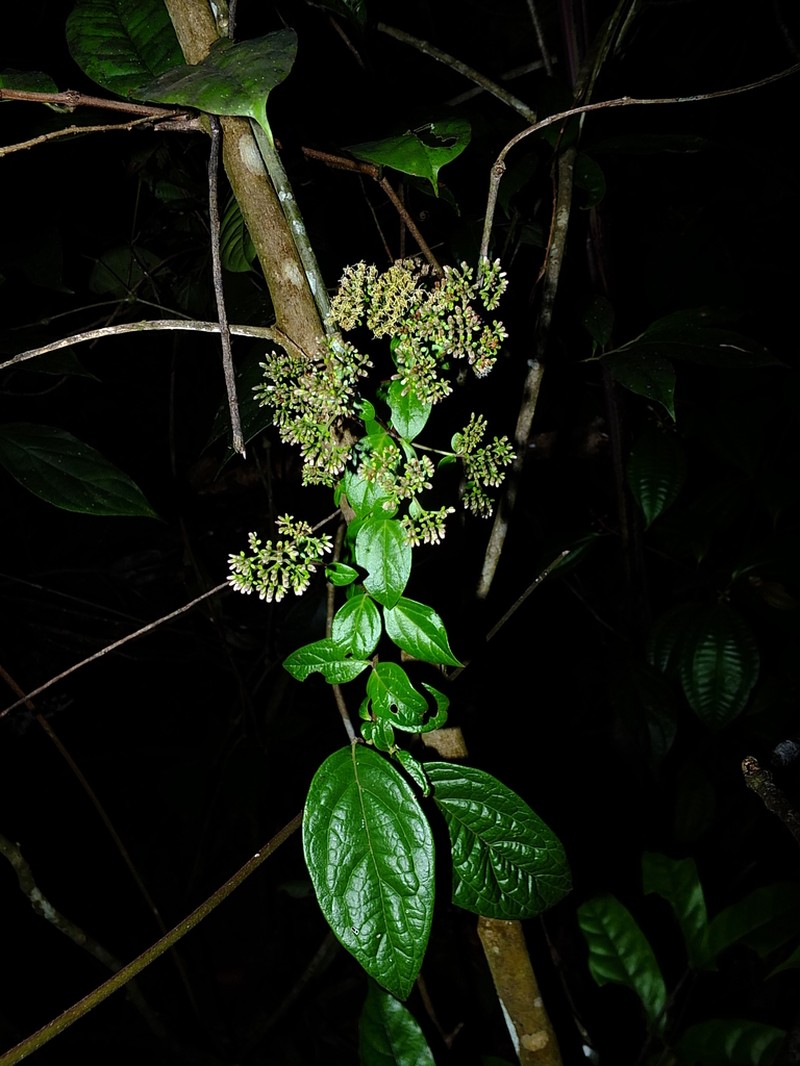Mikania parviflora photo 2