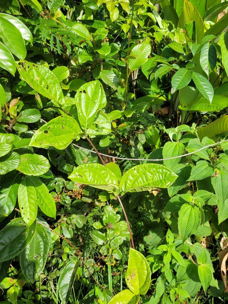 Mikania parviflora photo 3
