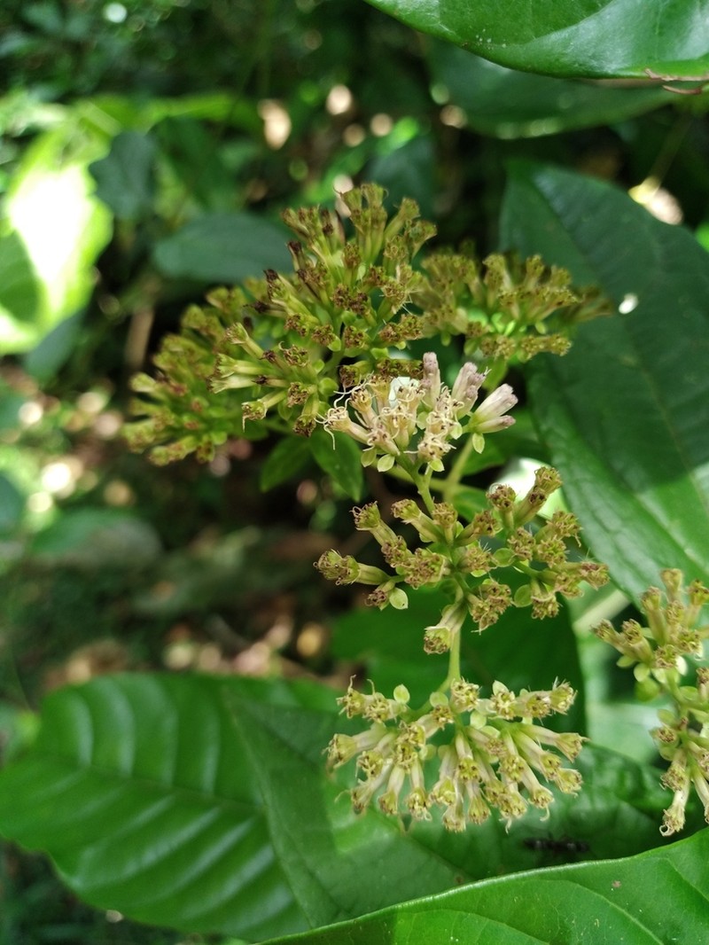 Mikania parviflora photo 4