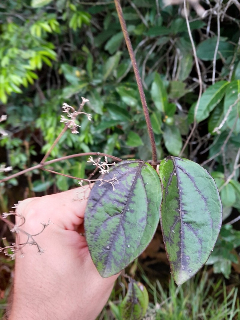 Mikania parviflora photo 5
