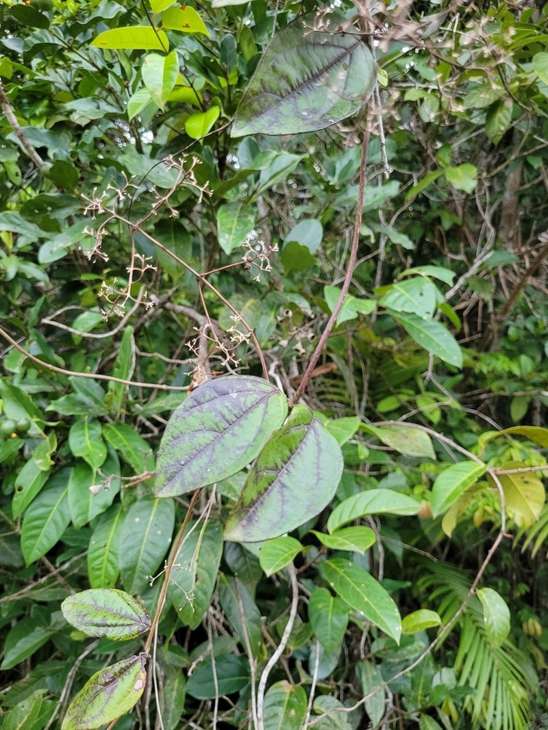 Mikania parviflora photo 6