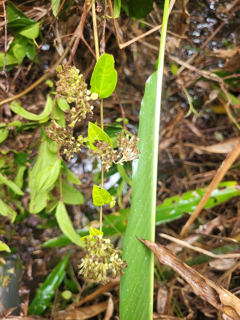 Mikania parviflora photo 7