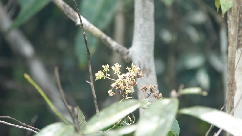 Mikania parviflora photo 8