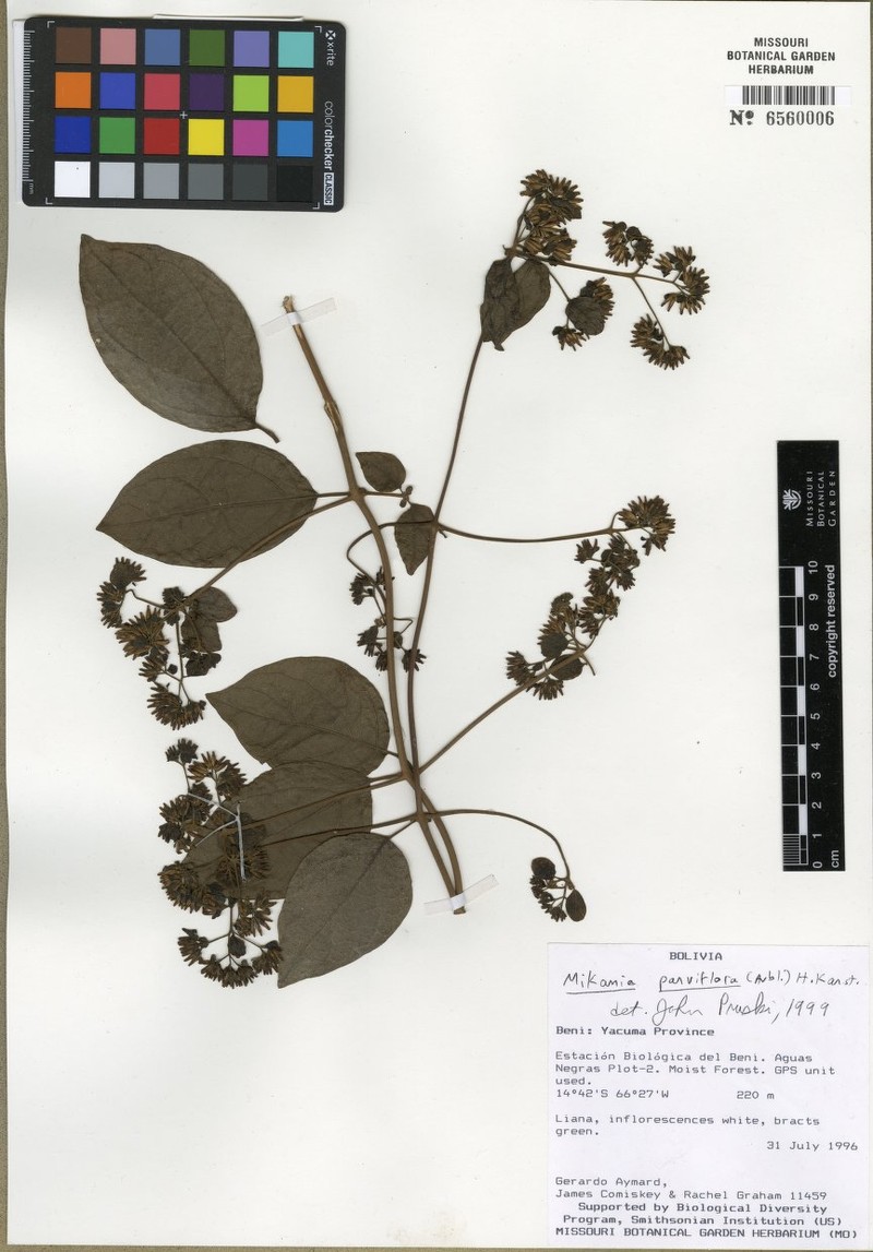 Mikania parvifolia