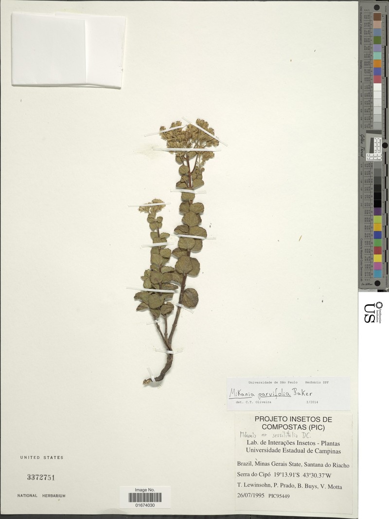Mikania parvifolia photo 2