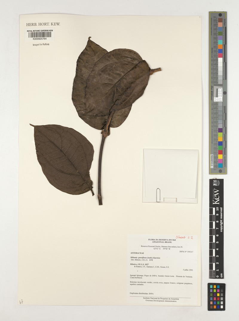 Mikania parvifolia photo 3