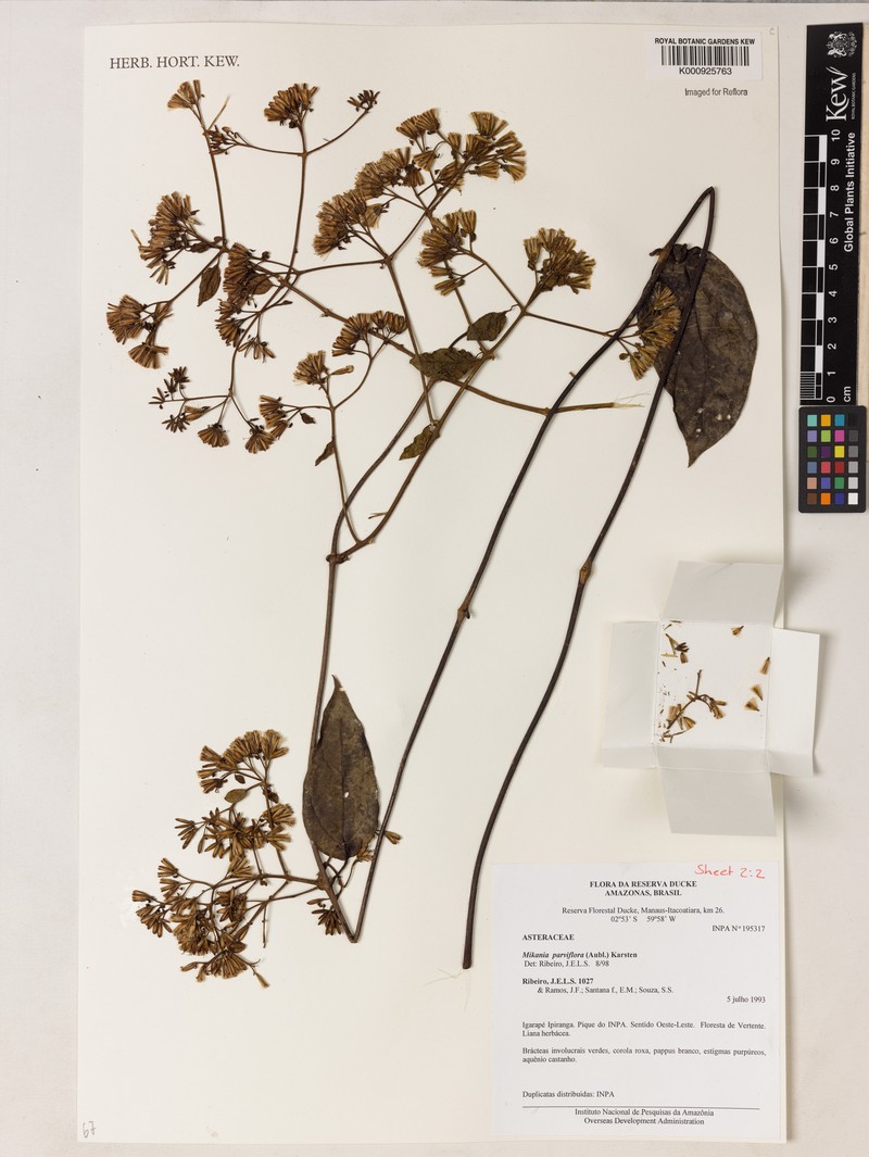 Mikania parvifolia photo 4
