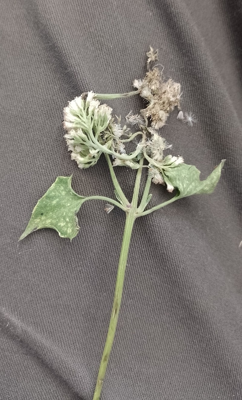Mikania periplocifolia