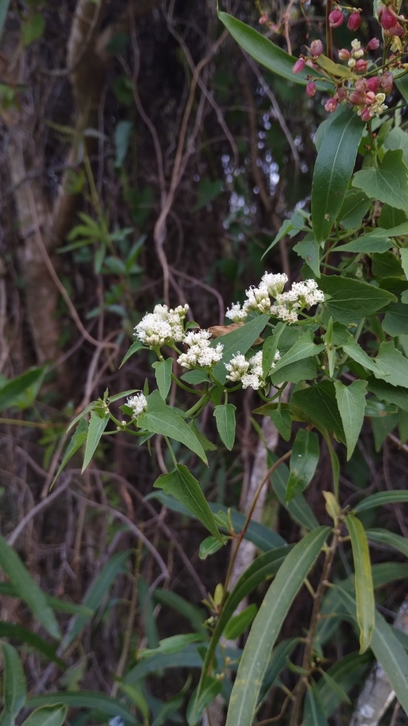 Mikania periplocifolia photo 2