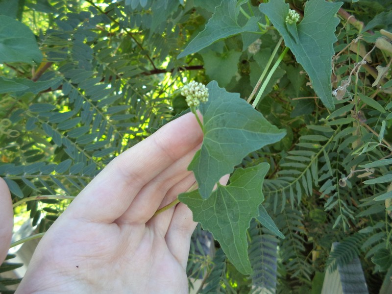 Mikania periplocifolia photo 3