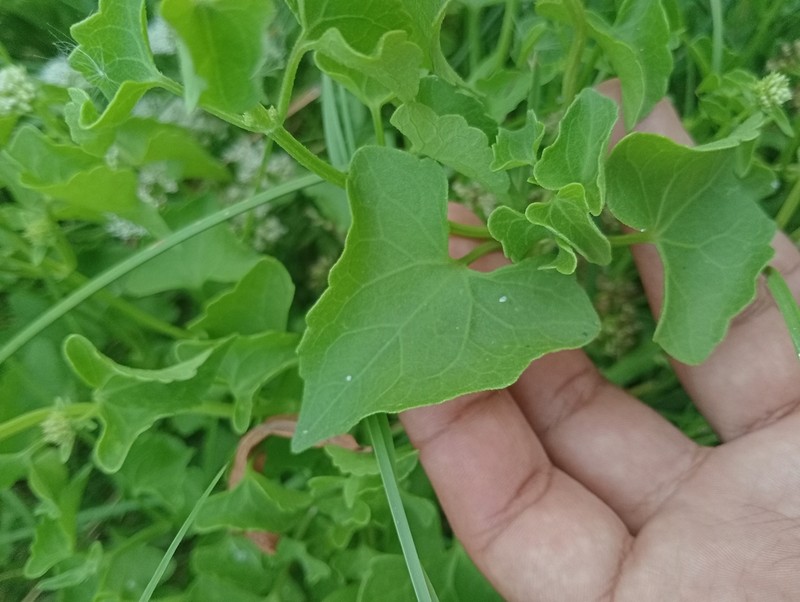 Mikania periplocifolia photo 4