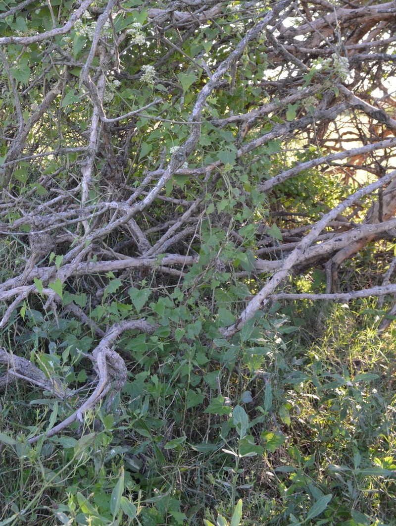 Mikania periplocifolia photo 5