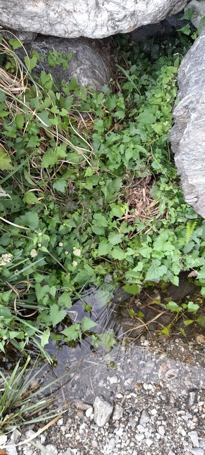 Mikania periplocifolia photo 6