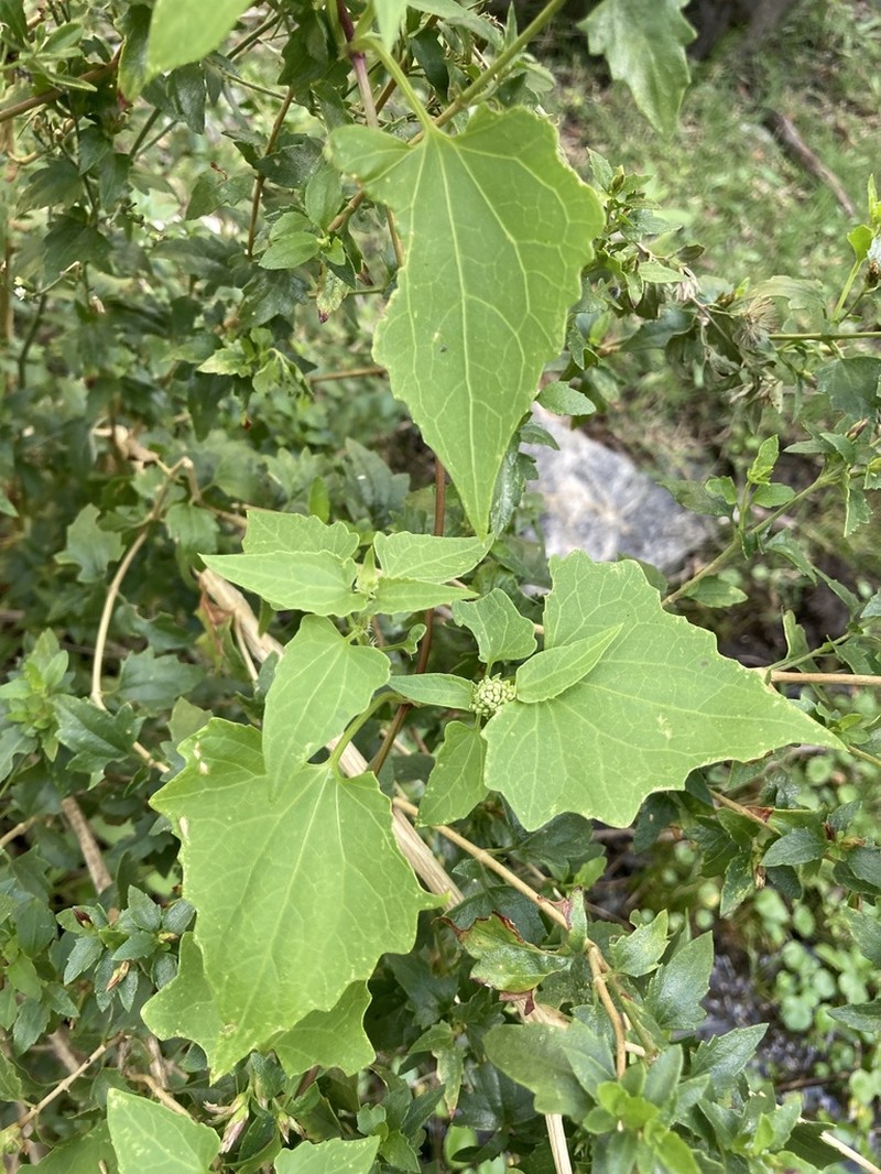 Mikania periplocifolia photo 7