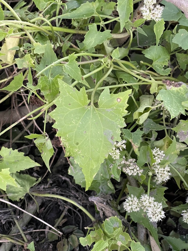 Mikania periplocifolia photo 8