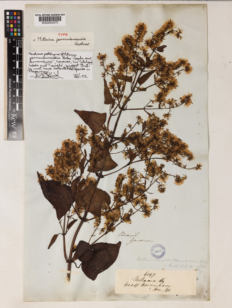 Mikania pernambucensis