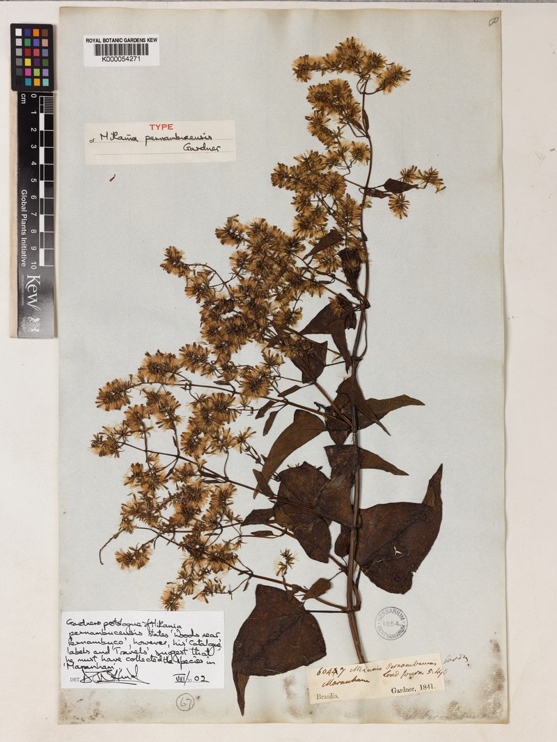 Mikania pernambucensis photo 2