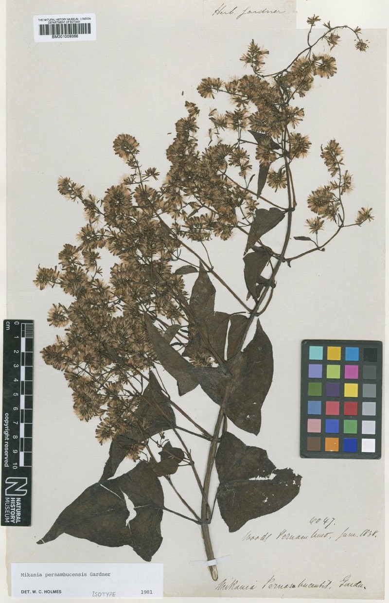 Mikania pernambucensis photo 3