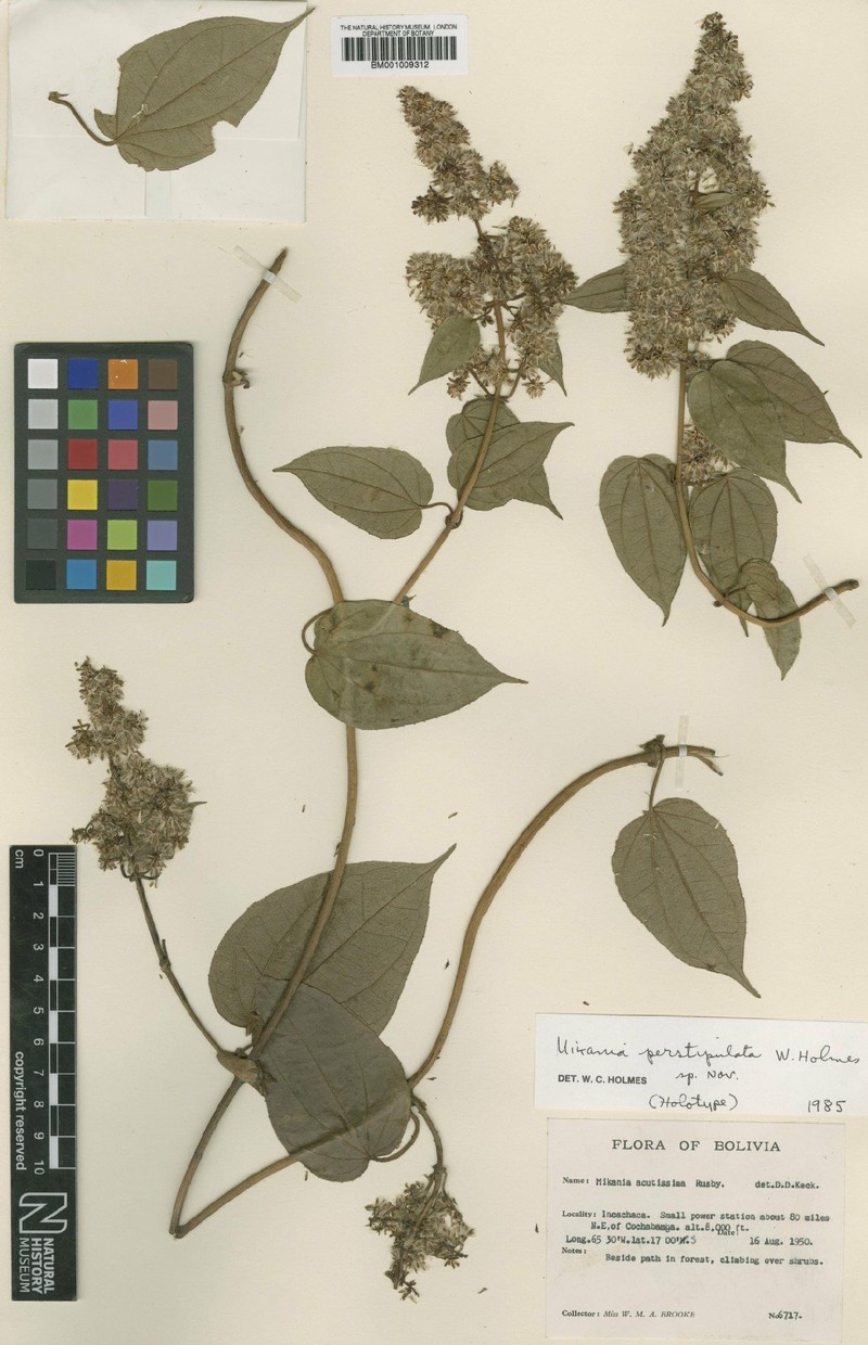 Mikania perstipulata