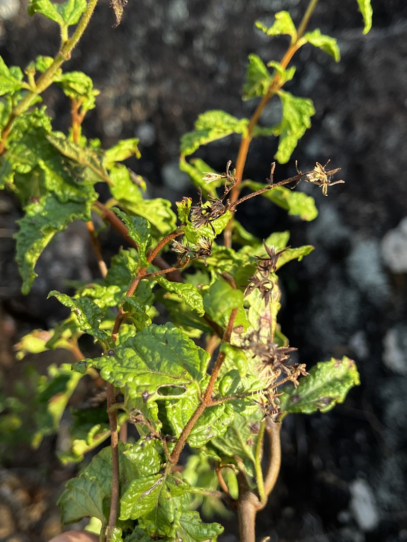 Mikania phaeoclados