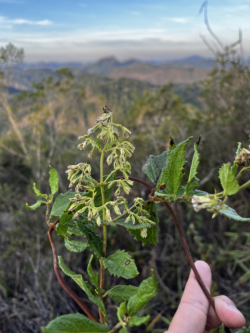 Mikania phaeoclados photo 2