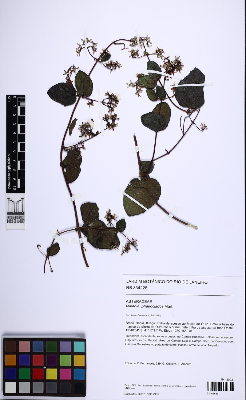 Mikania phaeoclados photo 3
