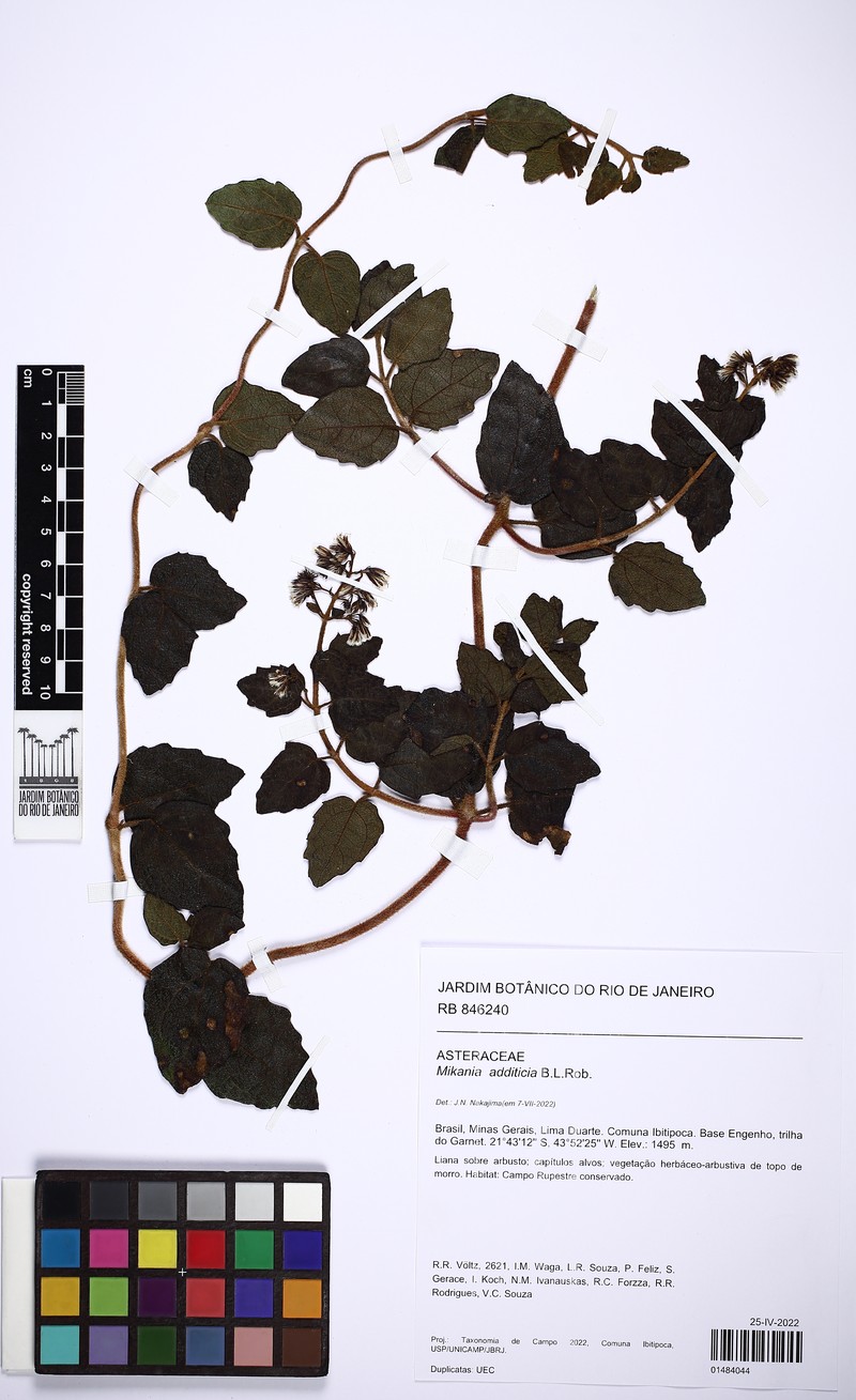 Mikania phaeoclados photo 4