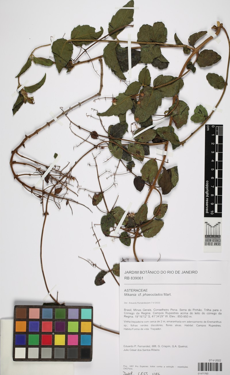 Mikania phaeoclados photo 5