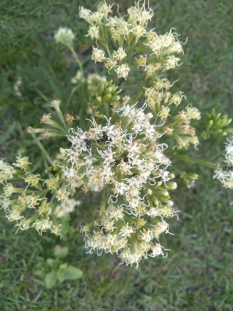 Mikania pinnatiloba